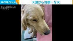 元気だった犬が絶望の表情...ドッグランが隣接する“地獄”にテンションだだ下がり