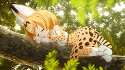 アニメ『けものフレンズ』第1期・第2期が7月21日より一挙放送！放送後の1週間無料配信も実施