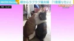 朝からラブラブな猫夫婦 出勤直後の女性が“激撮”「一度撮影したい」