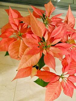  戸田恵子、66歳で度を越してしまい見舞われた不調「白湯と胃薬を飲んで」 