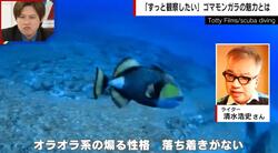 人を襲う“凶暴な魚”…「ブサイクでオラオラ系」「外見・内面の悪さをさらけ出していて面白い」ゴマモンガラにハマった人