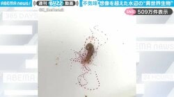 「ラスボス感すごい」不気味な水辺の“異世界生物”に「泳ぎ方が必死に見えてかわいい」「海の生物見ると宇宙を感じる」と大反響