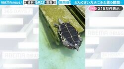 「助けてくれ〜！」ひっくり返ったカメの“もがく姿”に「諦めちゃうとこかわいい」「思わず手助けしたくなる」と反響