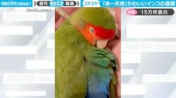 「あー天使」手のひらでスヤスヤ眠るインコに「羽ホワッホワでかわいい」「何だかいい匂いしそう」と反響