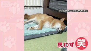 お昼寝中も楽しい！」 寝ながらくすくす…笑いが止まらない 夢を見る