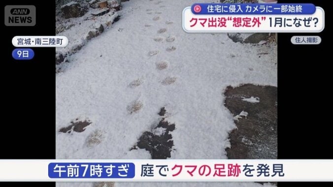 庭でクマの足跡を発見