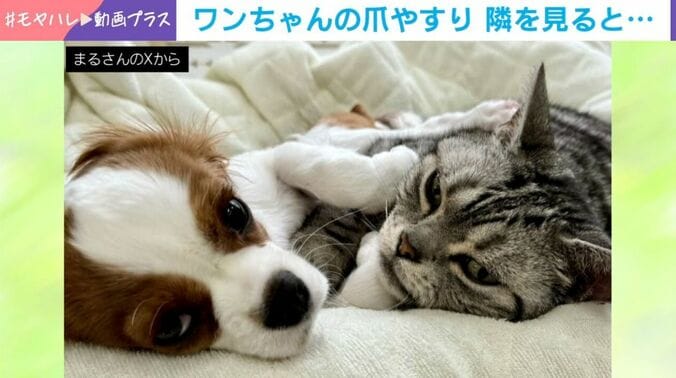 まるちゃんと佐助くん