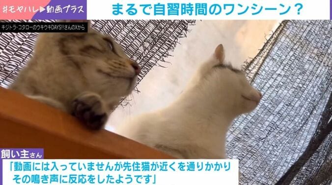 ムギくんとコナツちゃん