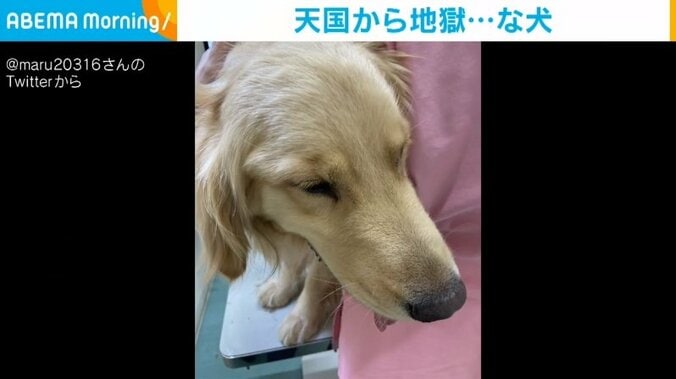 元気だった犬が絶望の表情...ドッグランが隣接する“地獄”にテンションだだ下がり 1枚目