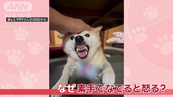 柴犬のここちゃん