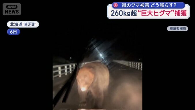 巨大なヒグマが車に突進