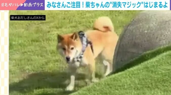 柴犬・おだしくん