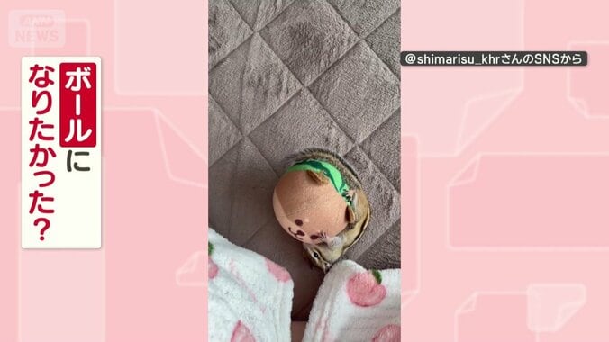 ボールになりたいの？