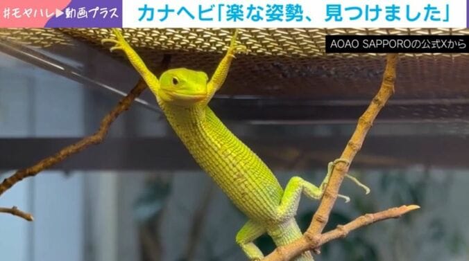 カナヘビ