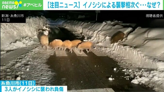 「猪突猛進という言葉そのまま」車にイノシシが一直線 相次ぐ襲撃に専門家「雪で餌場が限られて」 2枚目