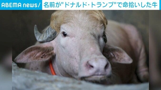 水牛