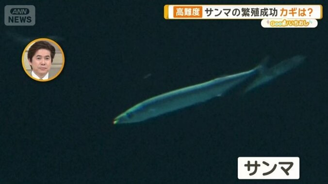 泳ぐ「サンマ」を見られるのは、世界でもここだけ