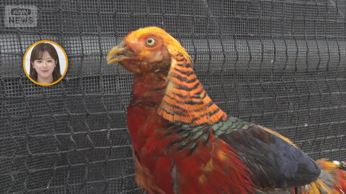 鳥の色の秘密を徹底解説　キンケイの求愛から“奇跡の青”まで3つの謎を紹介 1枚目