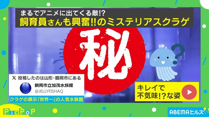 飼育員も大興奮！！まるで花が開くように動く “ミステリアス” なクラゲの姿に「色も形も動きも最高」「こんな生き物いるんだ」と驚きの声 1枚目