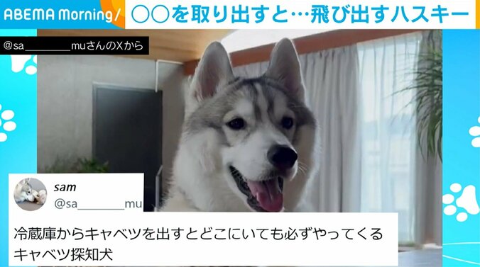 シベリアンハスキーのサムくん（1歳半）