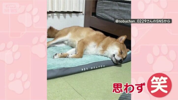 お昼寝中も鳴いちゃうワン