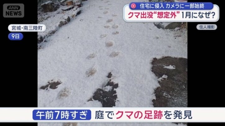 庭でクマの足跡を発見