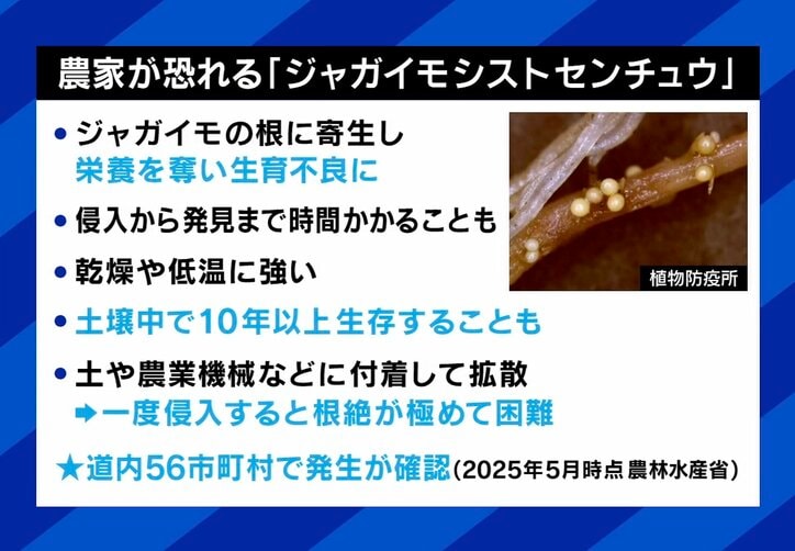 農家が恐れる「ジャガイモシロシストセンチュウ」