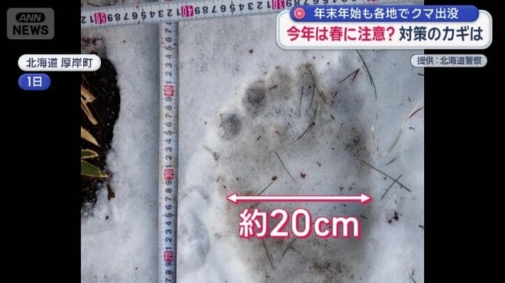 横幅20センチのクマの足跡