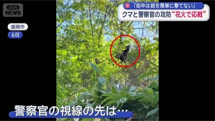 木に登るクマ