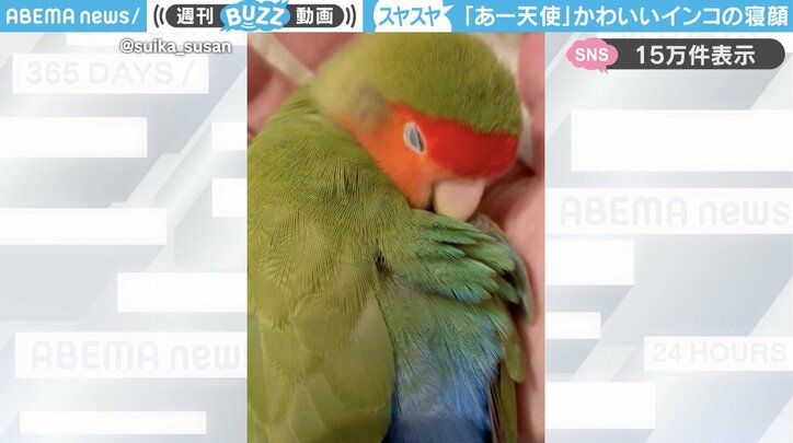 コザクラインコの「すーさん」