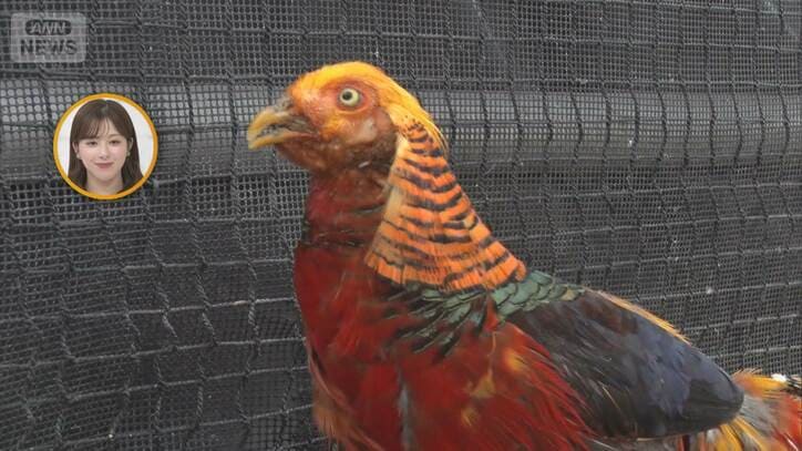 鳥の色の秘密を徹底解説 キンケイの求愛から“奇跡の青”まで3つの謎を紹介