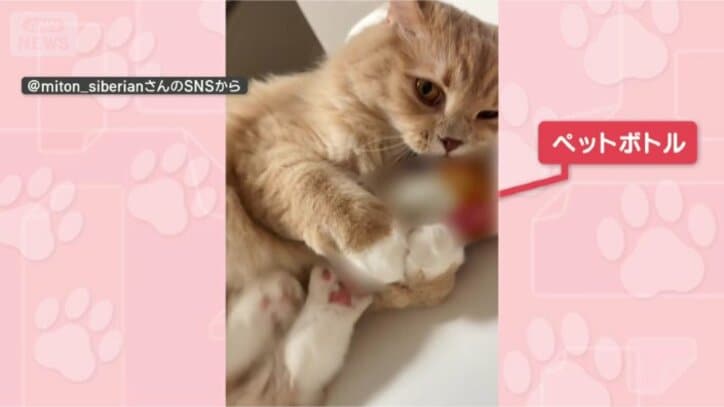 きょうも蹴るニャン