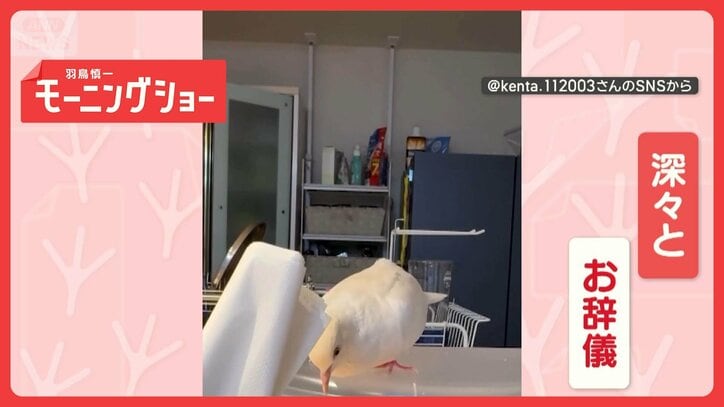 深々と“ペコリ” 白は正義? 礼儀正しいハトさん なぜ色々な物にお辞儀するの?