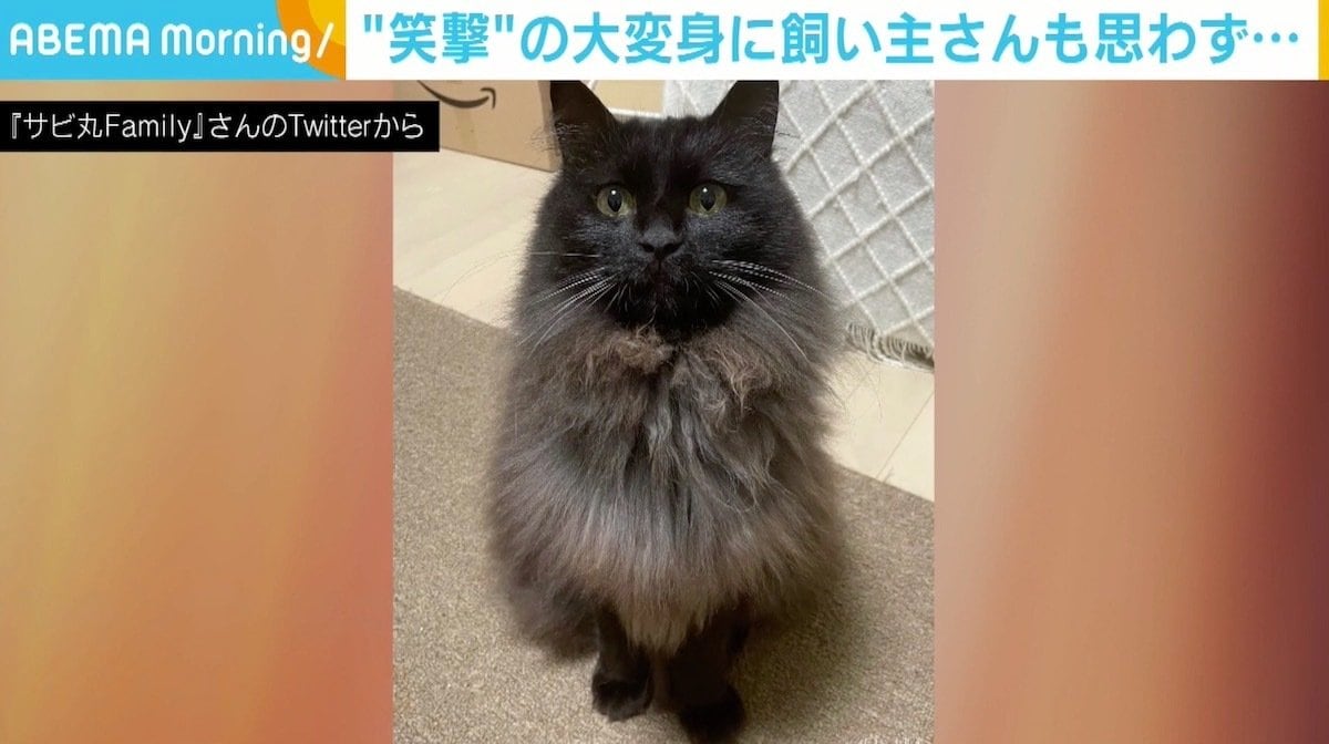 笑ってて本当にごめんね…」 シャンプーでふわふわがぺしゃんこに 黒猫