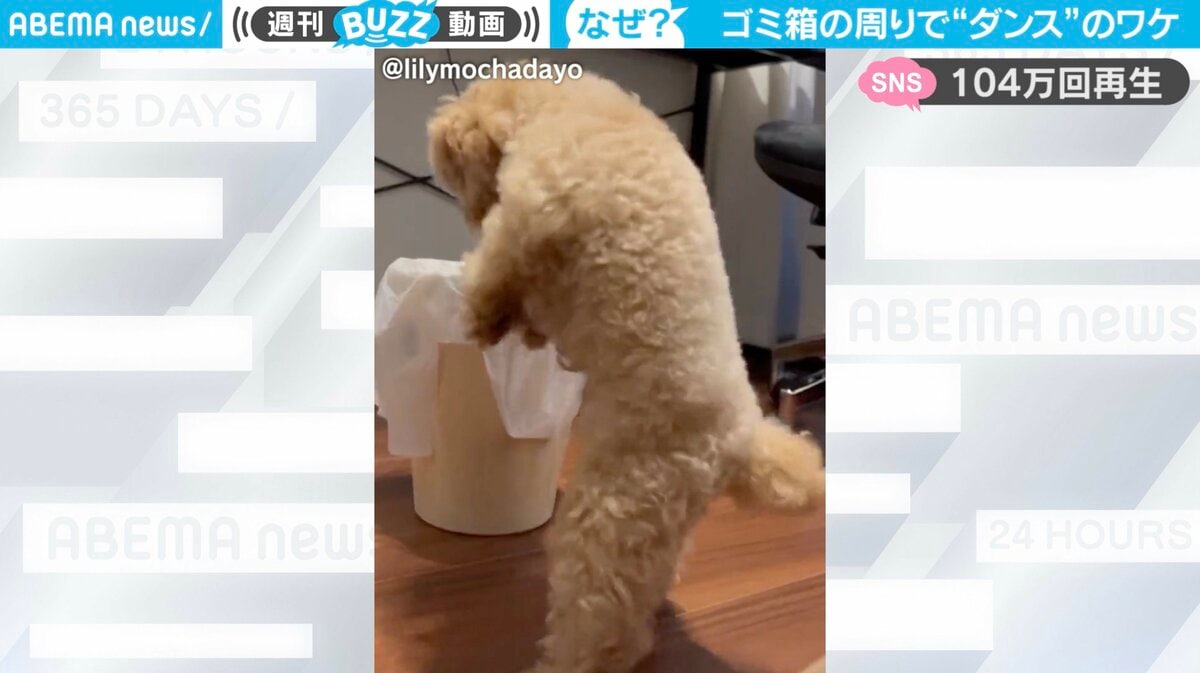 トイプードルが“謎ダンス”する珍光景 ゴミ箱の周りで「思いのほか踊っ