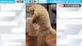 トイプードルが“謎ダンス”する珍光景 ゴミ箱の周りで「思いのほか踊ってた！！」意外な理由が判明