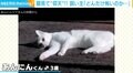 くつろぐ猫を見つめていると…飛び起きて警戒態勢に!? 度肝抜かれたような姿に飼い主「わたしの姿がどんだけ怖いのか」