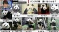 パンダの顔に違いはある？ファンは「全然違う」とブチギレ 識者は「家族の顔を間違えることはあり得ない」