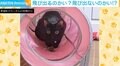 飛び出す?飛び出さない?どっちなんだい!? 猫の“焦ったい行為”に飼い主ツッコミ「早くしてくれ」