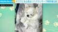 バウンサーで寝ているチワワがSNSで話題！「とろけてますやん！」「おててがかわいすぎ」