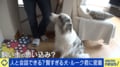 「昨日･ドッグラン･楽しい」飼い犬がボタンを押して伝えた？ ペットとの会話は可能か、思い込みか…「犬の能力は過小評価」“フォロワー12万超”天才ボーダーコリーの飼い主が語るポテンシャル