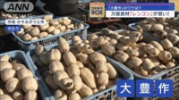 【映像】万能食材「レンコン」が安い！ 「大豊作」のワケは？