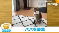 猫の不意打ちに“大絶叫”する飼い主