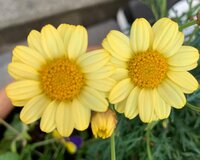 小林麻耶さん、妹・麻央さんに会った時言いたいこと「泣けました」「素晴らしい」の声