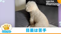 【映像】目薬はイヤ！隠れようとする犬