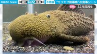 【映像】インパクト大の珍魚