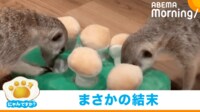 【映像】おやつ攻防戦中にまさかの“爆睡” ミーアキャット兄弟のコントのような寝姿