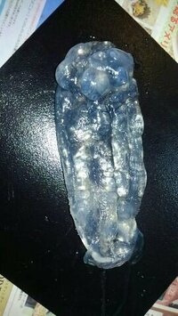 小島よしお、母親が新種の魚を発見か さかなクンに問い合わせた結果を紹介