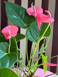 研ナオコ『ついに届きました』