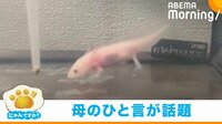 にゃんですか」ウーパールーパー編